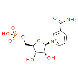 β-煙酰胺單核苷酸；NMN
